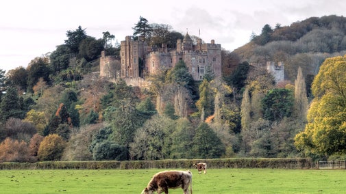 An exterior view of Dunster Castle from the A39, taken in Autumn. The Castle is bathed in winter sunshine and a cow grazes in the foreground.